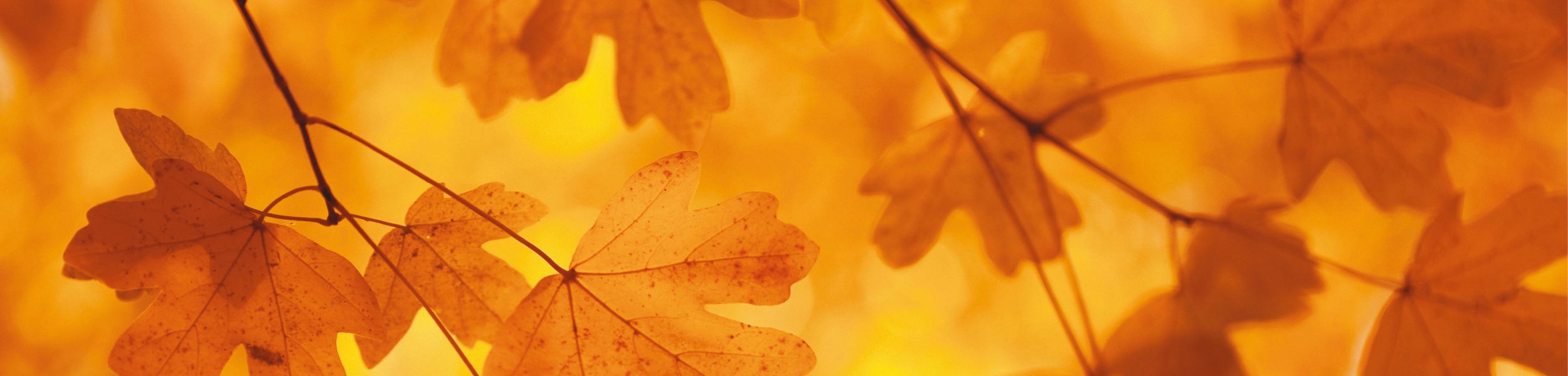 orange autumn leaves close up orange background